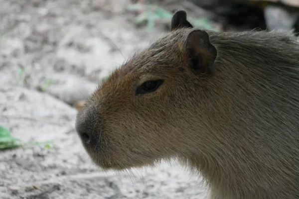 Crea Rescue Center iquitos (1)