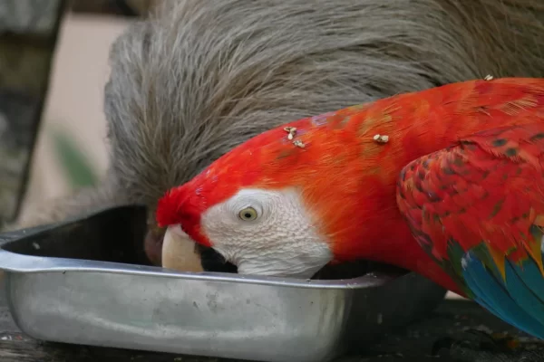 Crea Rescue Center iquitos (3)