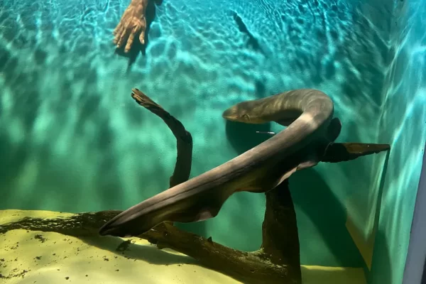 El-Aquario-del-Amazonas (12)