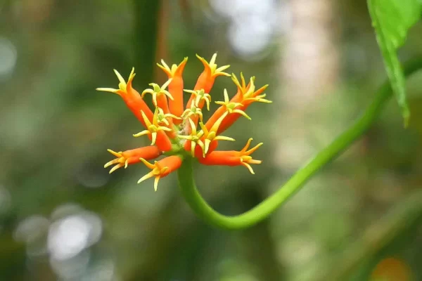 UJVL0524